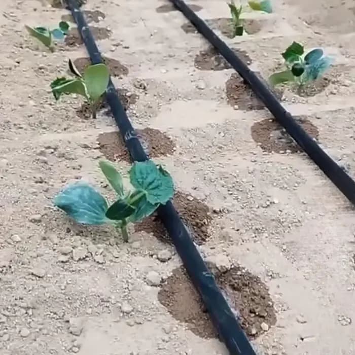Ruban d'irrigation goutte-à-goutte PE 30m, 16MM monté en Surface avec deux trous, épaisseur 0.2MM, e