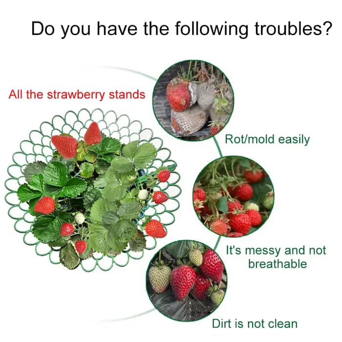 Supports de fraises avec 3 pieds de Support robustes, pour conserver les plantes et les fruits, supp