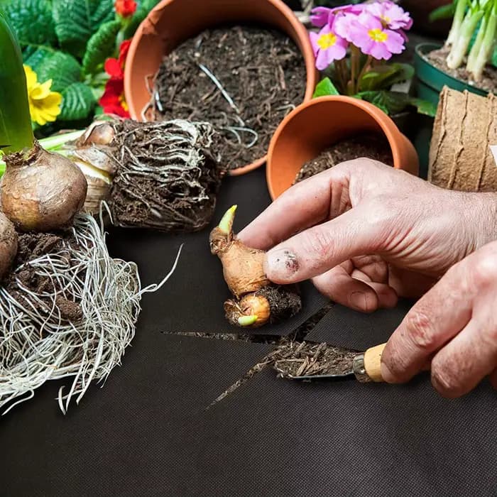 Tissu paysager de barrière contre les mauvaises herbes de jardin de haute qualité avec 10 agrafes pa
