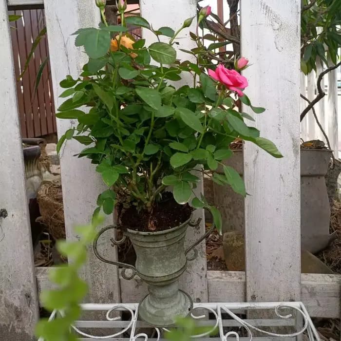 Pot de fleurs trophée à bouche ronde à double oreille