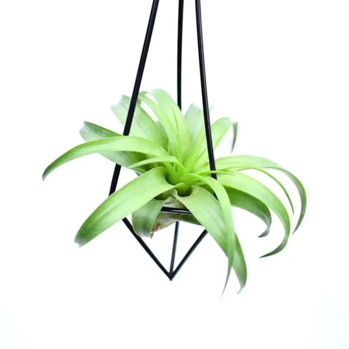 Porte-plante à air géométrique, effet visuel 3D, fraise moderne, pot andsia, conteneur, jardinière e