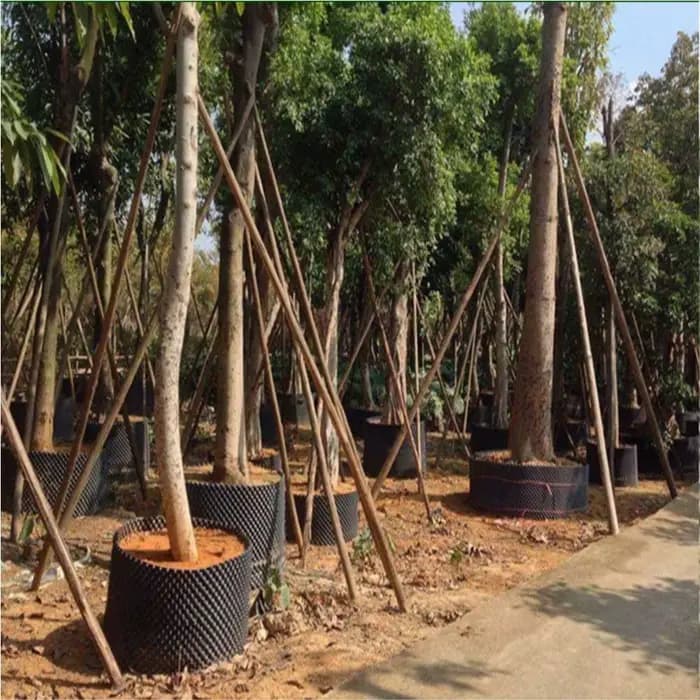 Contrôle de l'élagage de racines de plantes, Pots de pépinière, entraîneur de racines rapides, conte