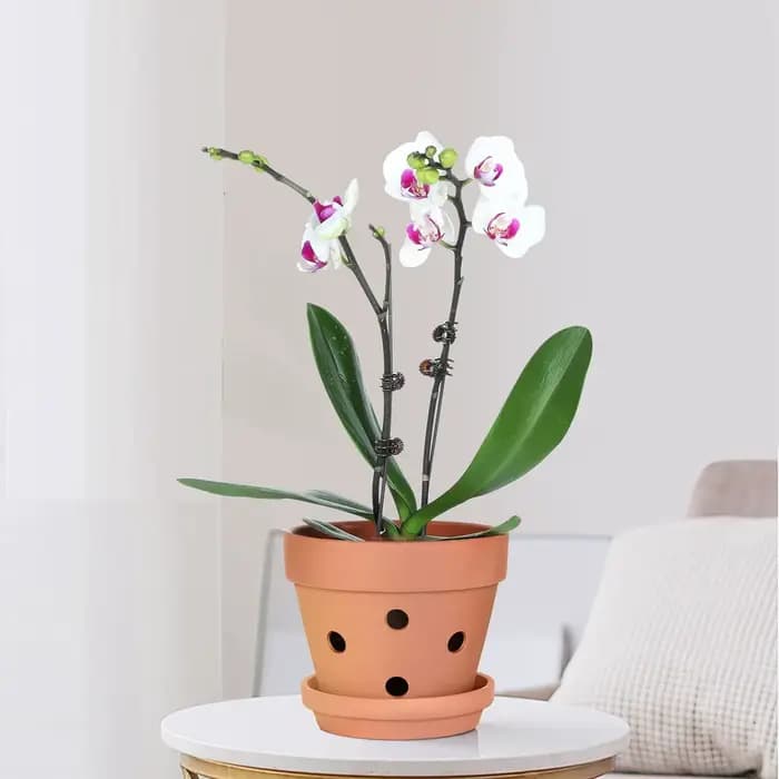 Pots d'orchidées en terre cuite de 4 pouces