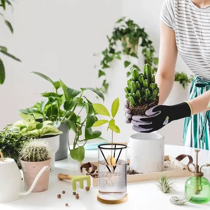 1 ensemble de Kits de culture d'arbre d'avocat, Vase de graines d'avocat en verre hydroponique avec support triangulaire et Pot de plante de germination de Base en bambou