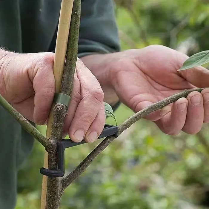 Extracteur de branches d'arbres fruitiers, Clips de Support pour plantes et vignes, façonneurs torsa