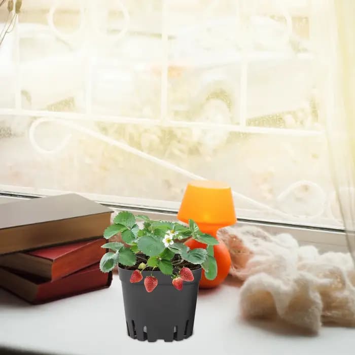 Pots de démarrage carrés noirs pour semis, 50 pièces, pots de pépinière, kit de jardinage pour semis de fruits