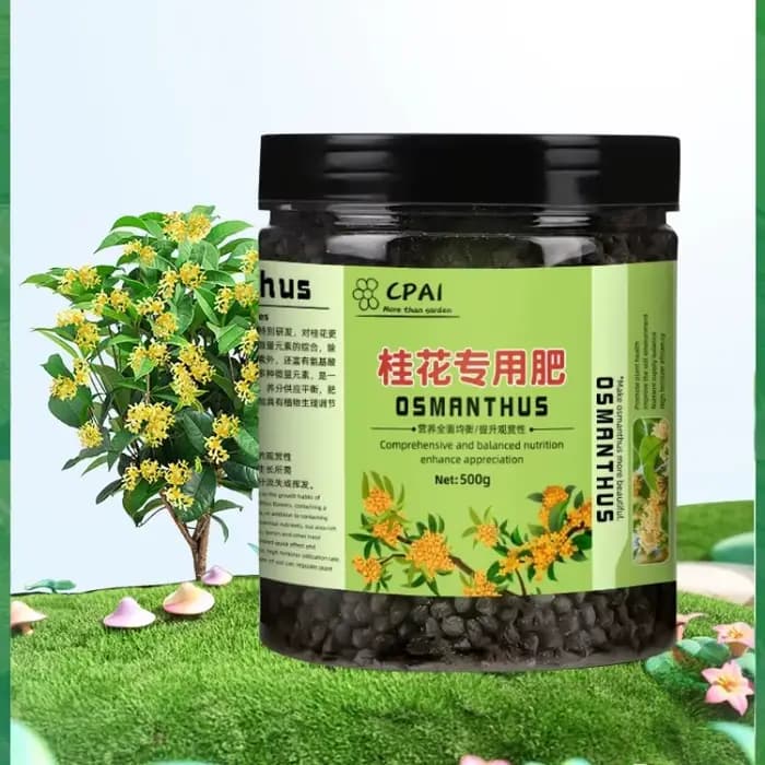 Promotion et culture de fleurs spécifiques à l'arbre Osmanthus, jardinage familial, plantes en pot,