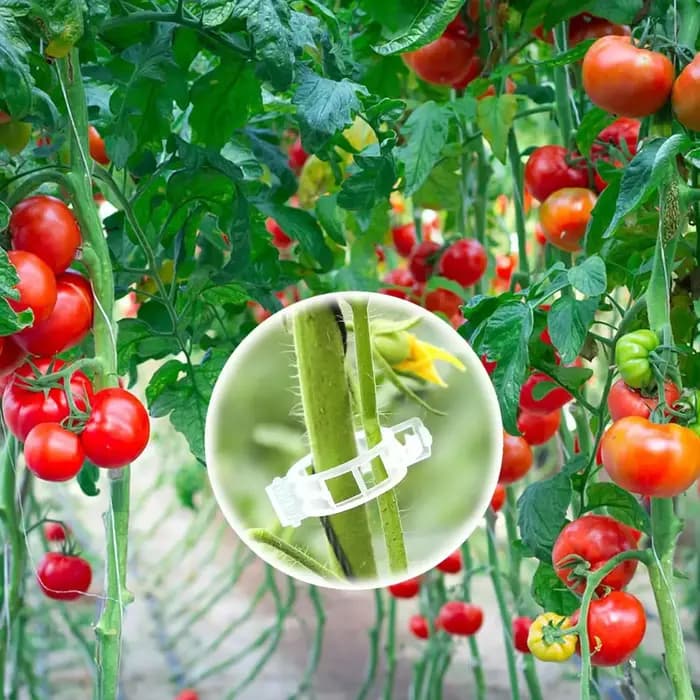 Clips pour plantes grimpantes, 50 à 100 pièces, pinces à tomates pour suspendre des plantes, Support