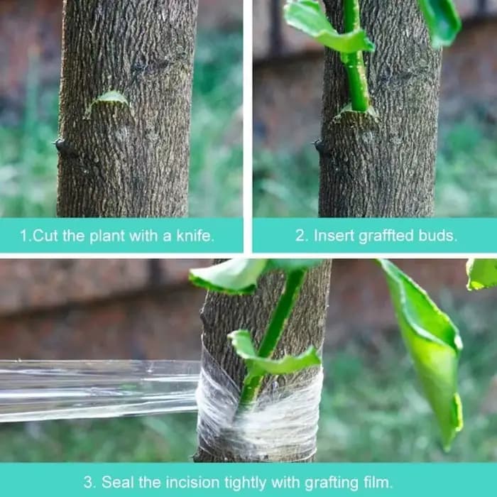 Ruban adhésif pour greffage de parafilm PE, accessoires auto-adhésifs pour arbres de jardin, plantes