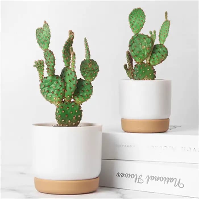 Pot de fleurs rond pour plantes succulentes et cactus