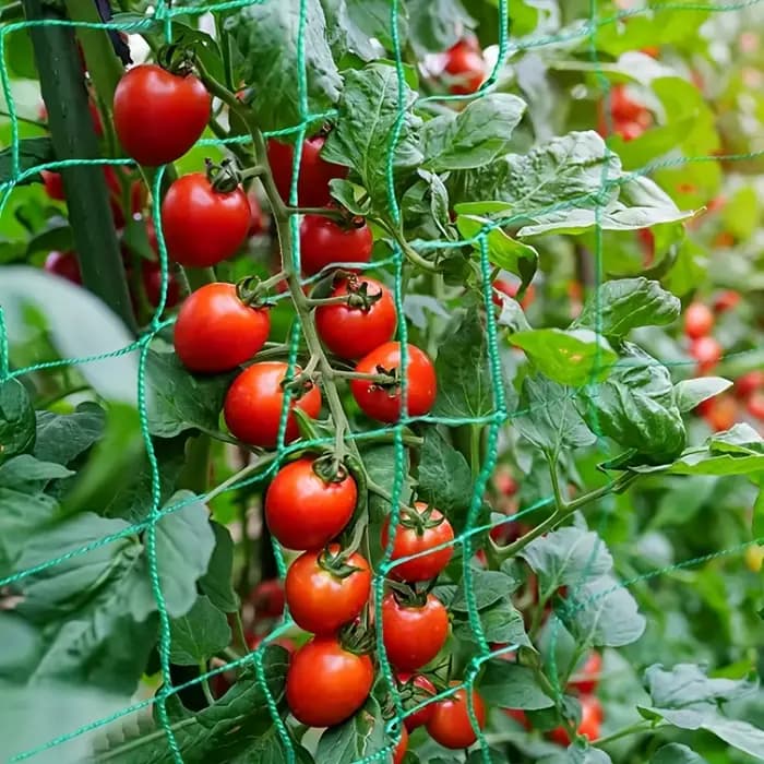 Filet d'escalade de jardin de haute qualité, treillis solide en Nylon pour plantes grimpantes, luffa