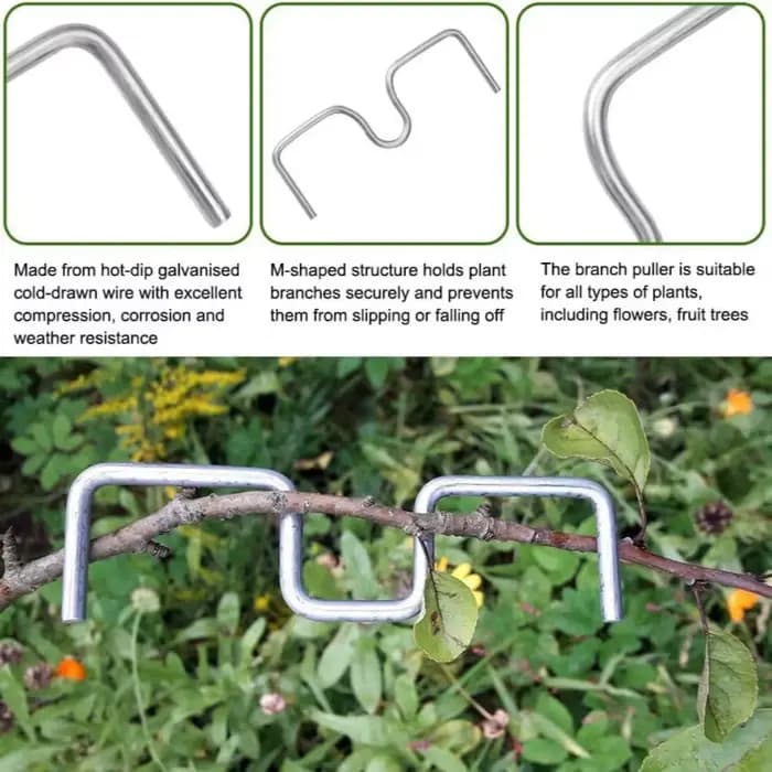 Fixateur de branches d'arbres fruitiers réutilisable
