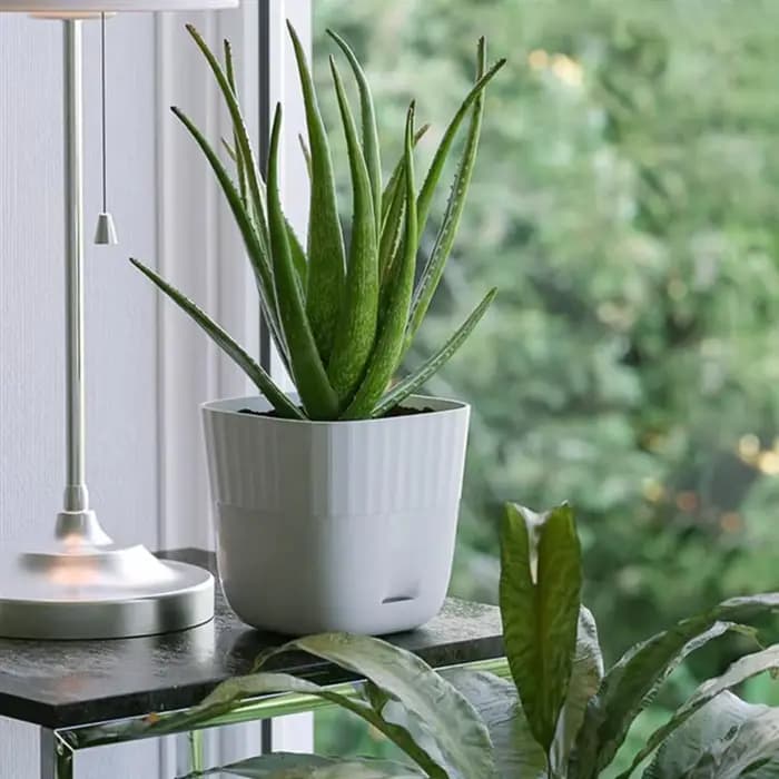 FLYY-Pots de fleurs 6 pouces, paquet de 5 Pots de plantes carrés avec trous de drainage et plateau d