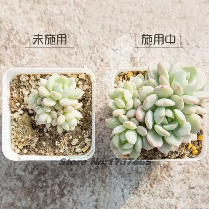 Engrais à libération contrôlée 130g pour plantes succulentes