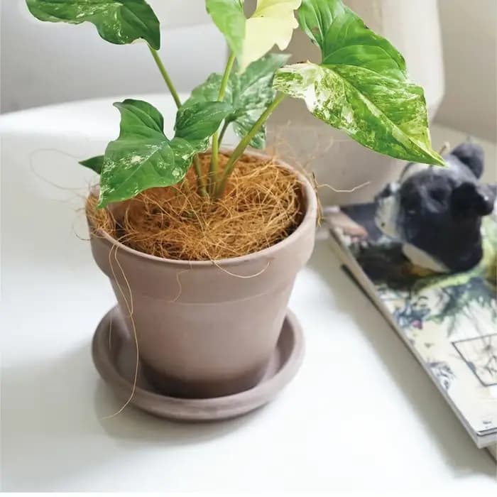 Couverture de pot de fleurs en fibre de noix de coco naturelle