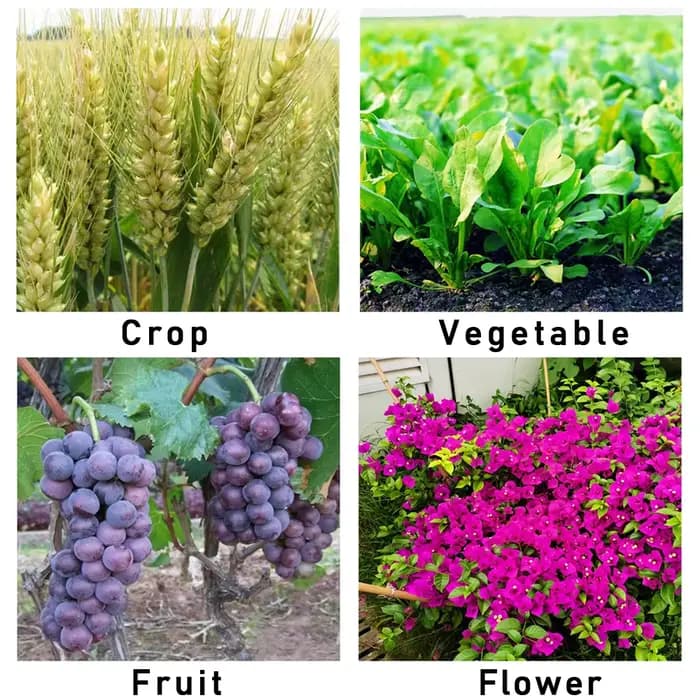 Engrais hydrosolubles WSF