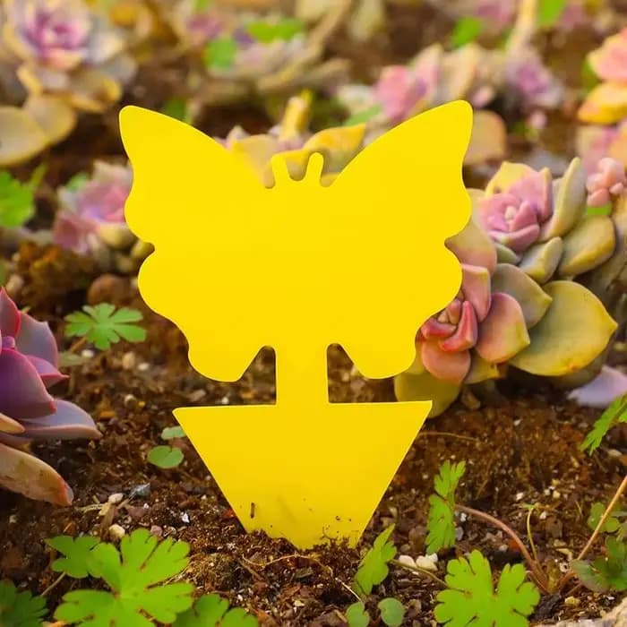 Pièges à insectes pour protéger les plantes, pièges à moustiques Double face, panneaux collants Non toxiques et sans odeur pour plantes de jardin et cuisine