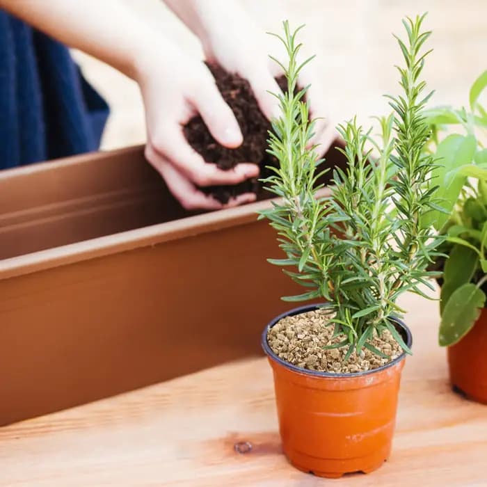 Vermiculite fine de qualité supérieure 3L pour l'amélioration du sol de jardin, la rétention d'eau,
