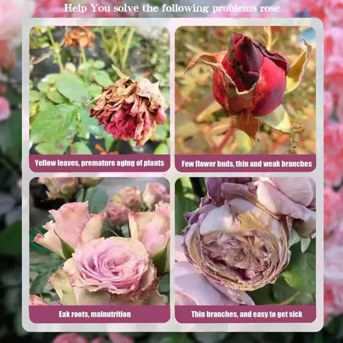 Rose Plant Food Navigateur de formule nutritionnelle