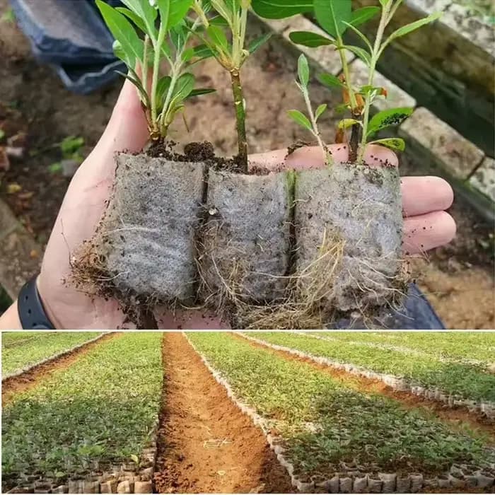 100 sacs de pépinière biodégradables