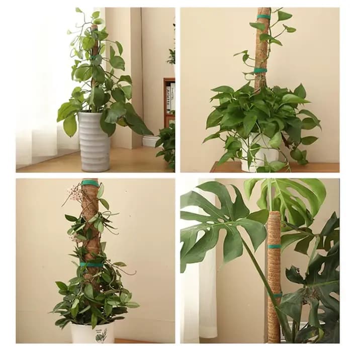 Plantes pliables Support d'escalade plante mousse coir pôle bas Support d'escalade déformé cocotier