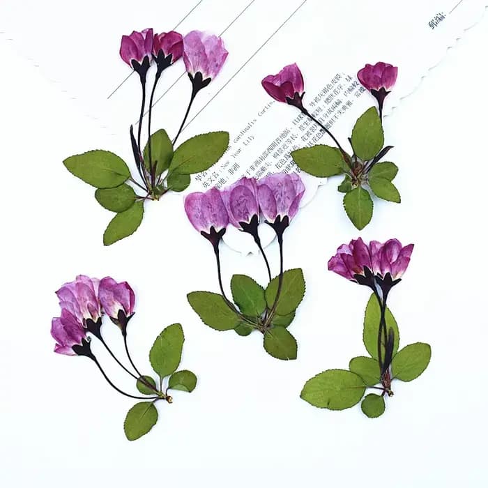 12 Pièces de Fleurs Séchées de Bégonia avec Feuilles pour Remplissage de Moules en Résine Époxy DIY
