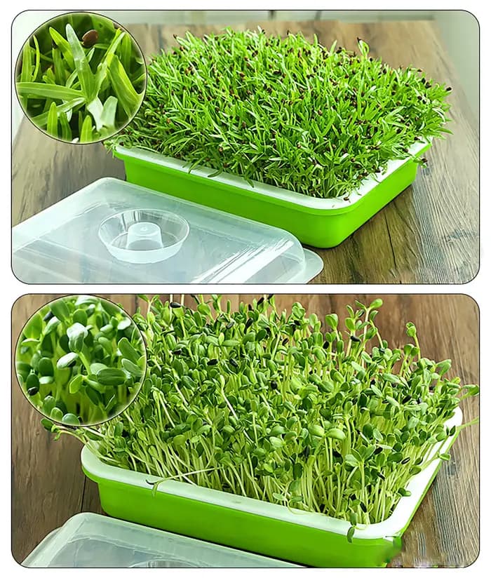 Plateau de germination de graines Double couche, Culture de haricots sans sol, assiette de pépinière