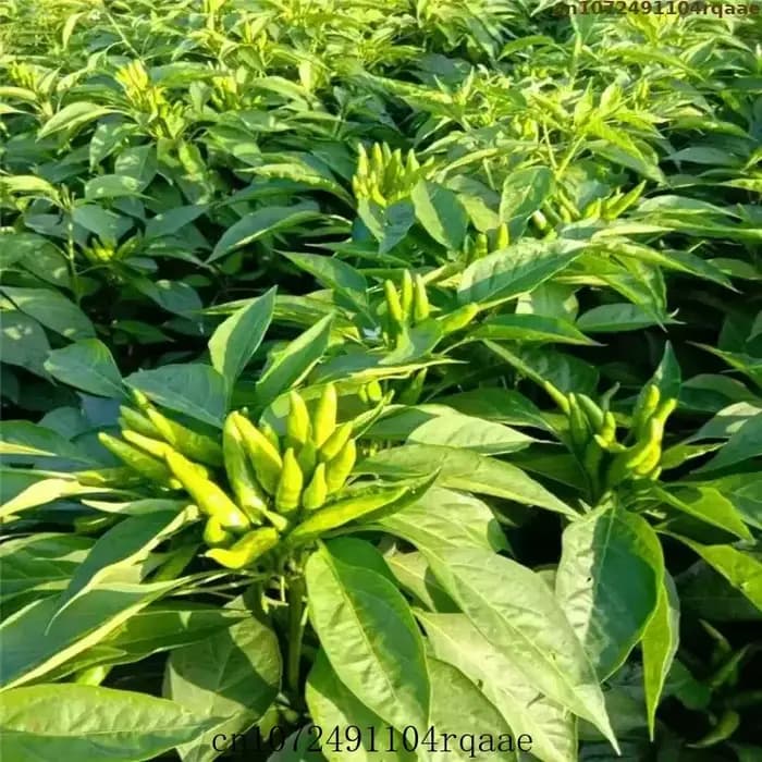 Urée de haute pureté N46% Engrais azoté agricole à action rapide Carbamide