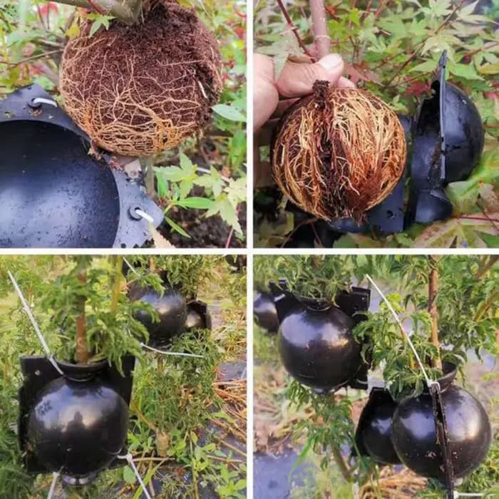 Plante Ro18th Ball Case pour arbre fruitier, boîte à racines, jardinières, greffe, élevage, outils d