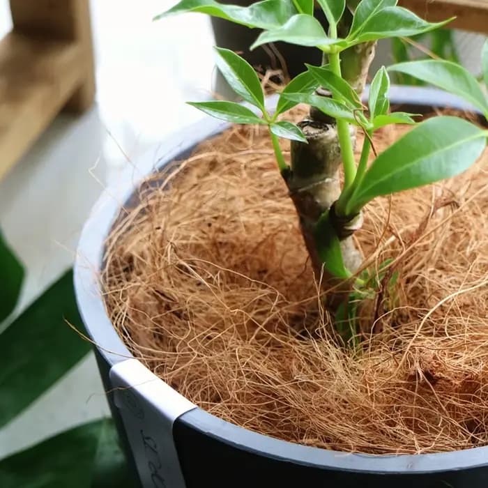 Couverture de pot de fleurs en fibre de noix de coco naturelle