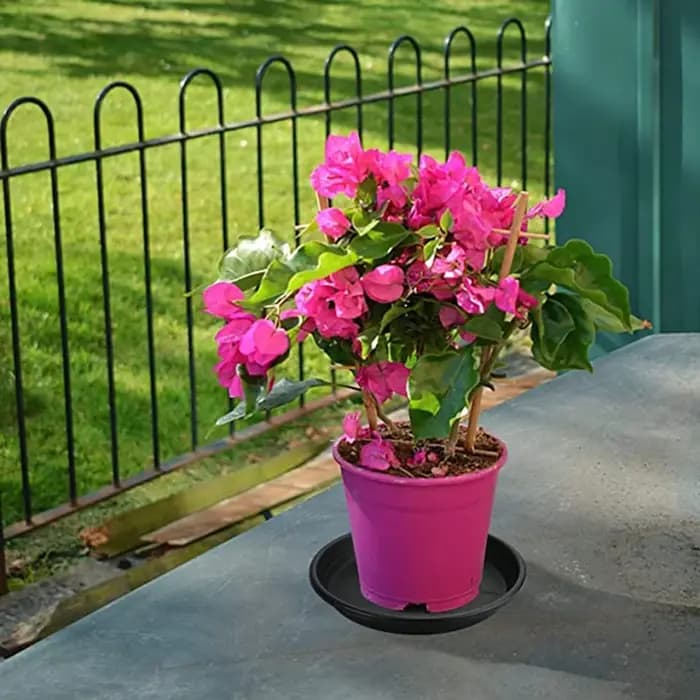 Pot de fleur rond en PP pour plantes succulentes, plateaux bruts S/05, plateaux pour plantes en amar