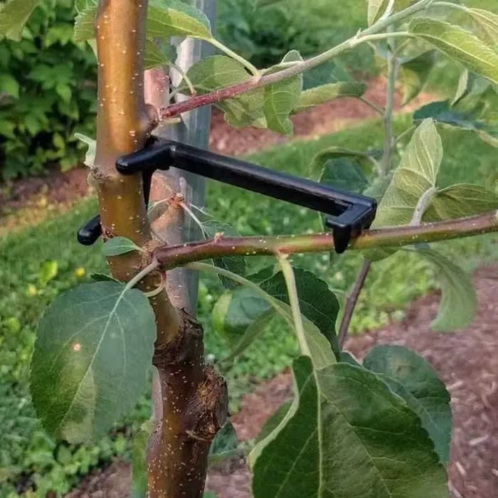 Extracteur de branches d'arbres fruitiers, Clips de Support pour plantes et vignes, façonneurs torsa