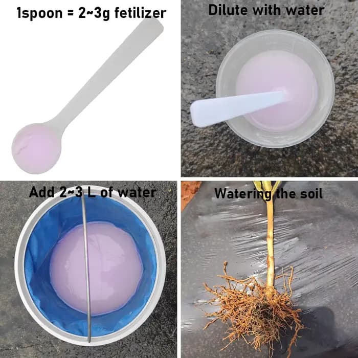 Champignon Biocontrol avancé Purpureocillium lilasine