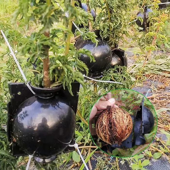Boîte de culture de racines d'arbre, boule d'enracinement réutilisable, outils de greffage, disposit
