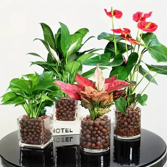 Des galets d'argile élargis hydroponiques de jardin – Granulés ovales en céramique organique pour pots