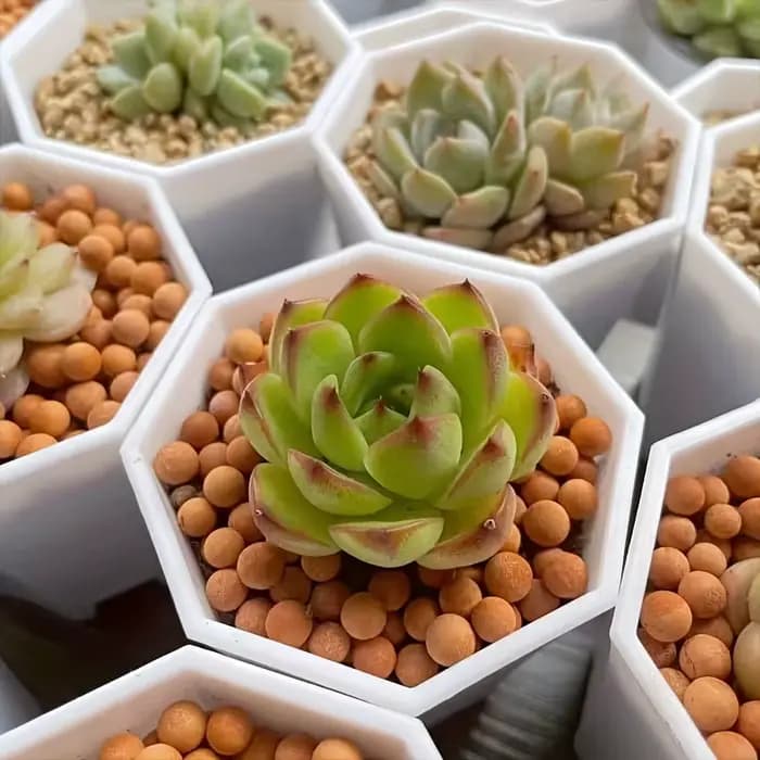 2/4//10 pièces de Pots de fleurs octogonaux blancs sont très adaptés aux cactus succulents et à la croissance des plantes intérieures et extérieures