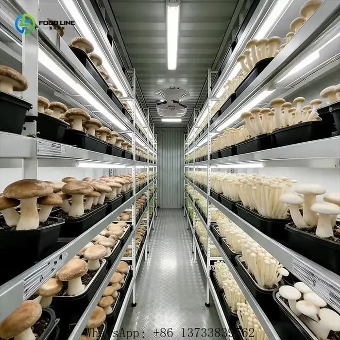 Serre de culture de champignons personnalisée de 20 à 40 pieds avec système de climatisation et étagères