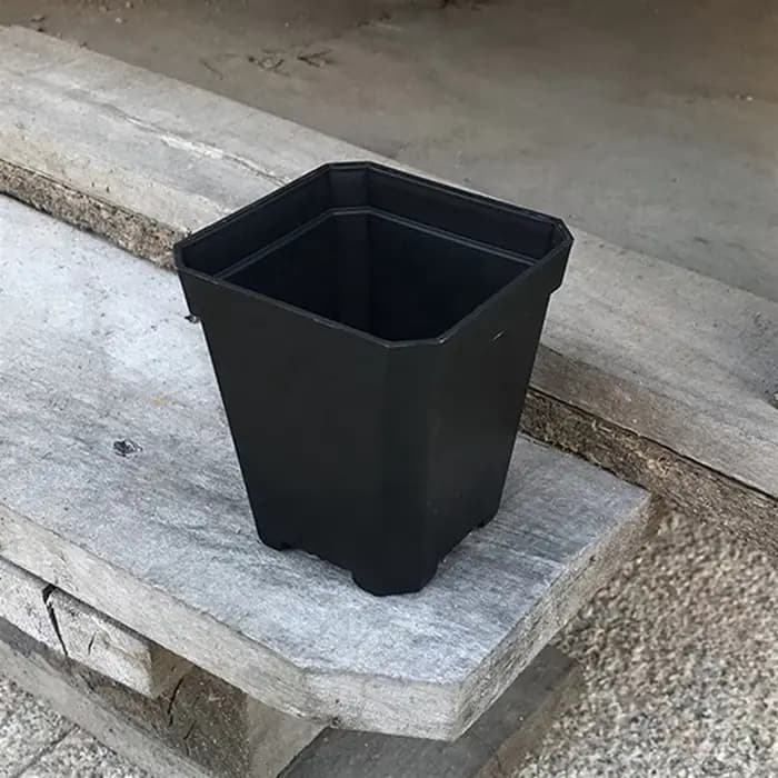 Petit pot de fleur de poulet carré noir