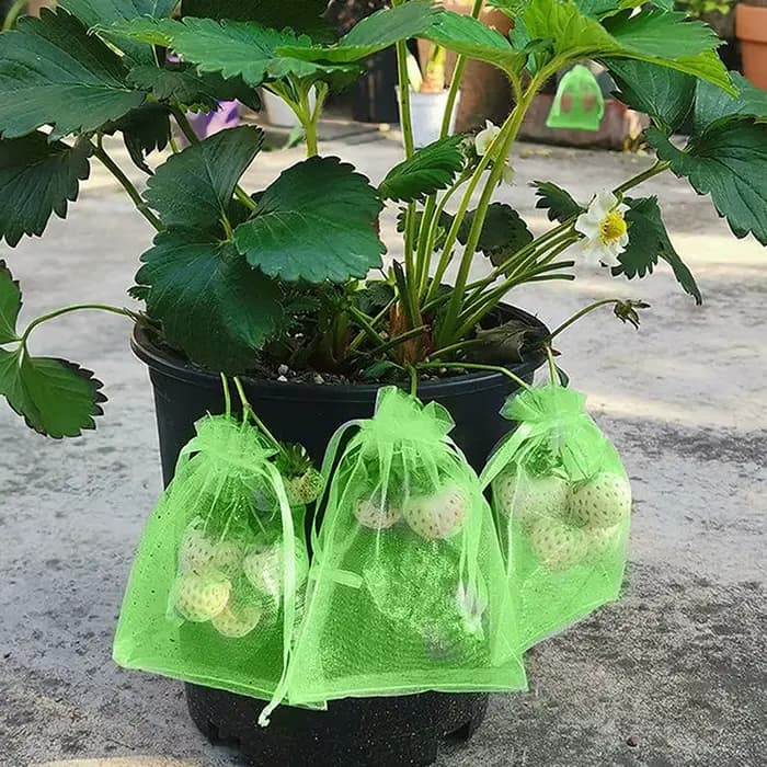 Sacs de Protection des raisins avec cordon de serrage, 100/50/20 pièces, sac en maille de Protection