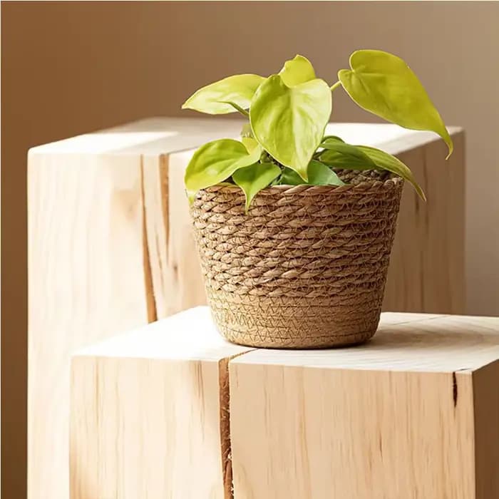 Panier de rangement en rotin tressé à la main pour plantes et fleurs