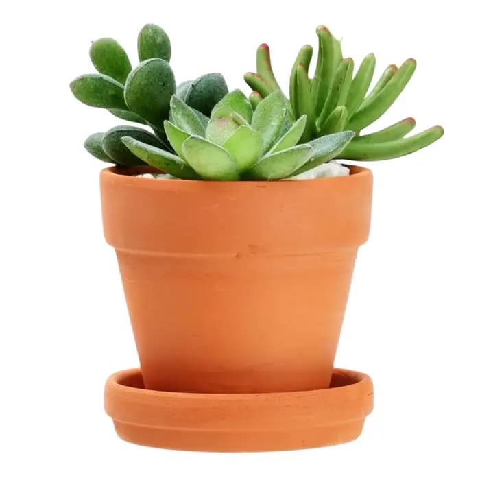 Paquet de 9 petits Pots en terre cuite de 3 pouces avec soucoupes pour plantes succulentes
