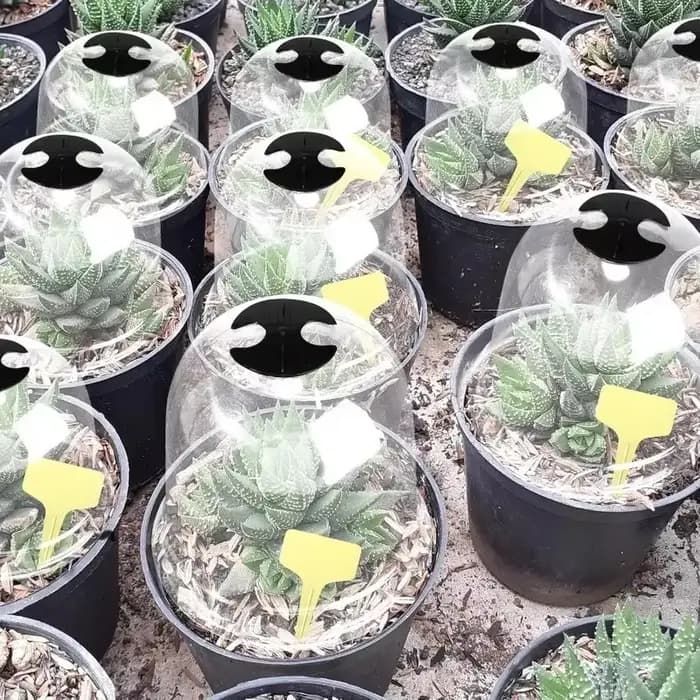 Mini cloches de serre en plastique réutilisables, 1/10 pièces, couverture isolante pour plantes de j