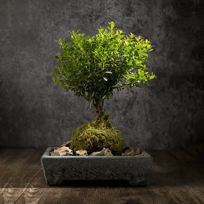 Pot de fleurs en pierre naturelle pour la décoration de la maison