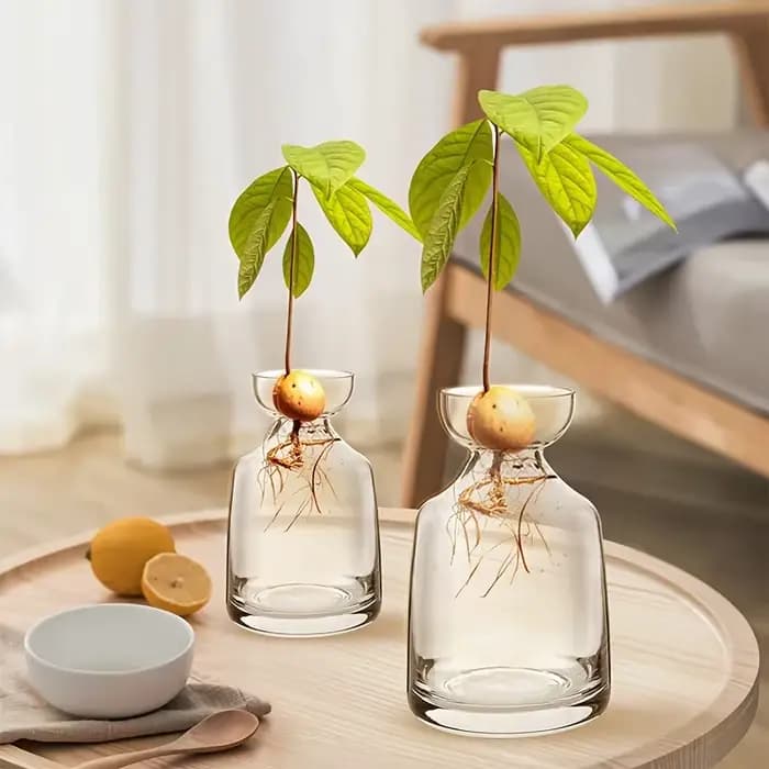 Vase de démarrage de graines d'avocat en deux pièces - Créez votre propre arbre