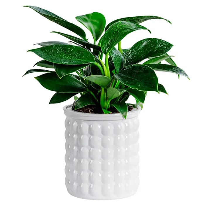 Mini pot de fleur à arrosage automatique, pots de plantes en plastique transparent, jardinière de po