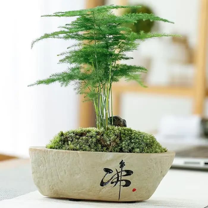 Pot de plantes vertes en poterie grossière Chan rétro créative