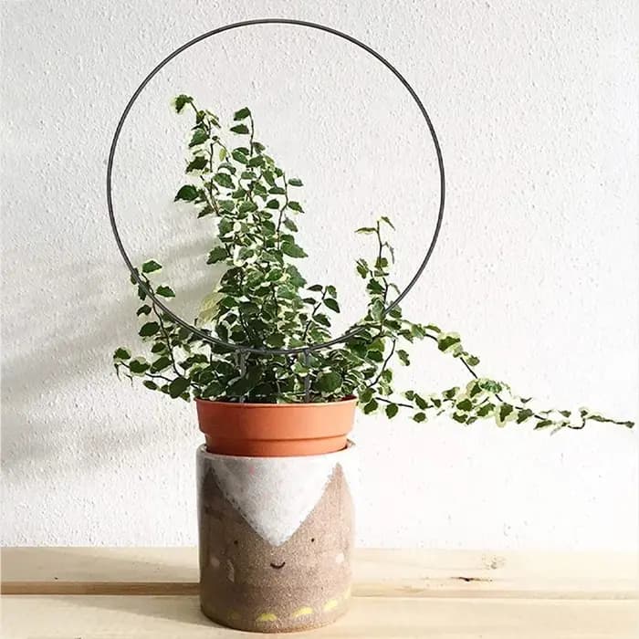 Support de plante grimpante en fer pour plantes grimpantes, avec revêtement antirouille noir pour fl