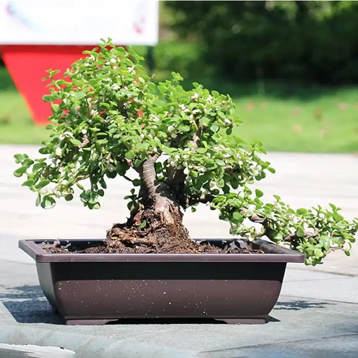Pot de fleur en plastique