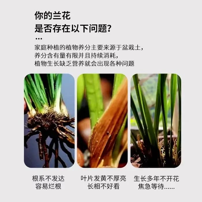 Orchid Special Household Potting Navigateur