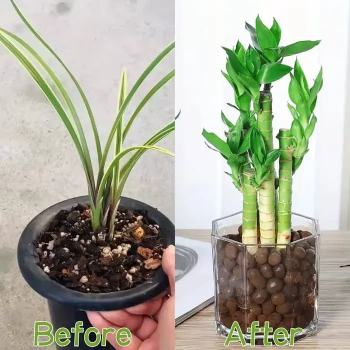 Des galets d'argile élargis hydroponiques de jardin – Granulés ovales en céramique organique pour pots